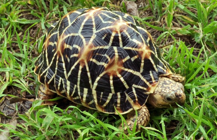 Indian Starred Turtle 